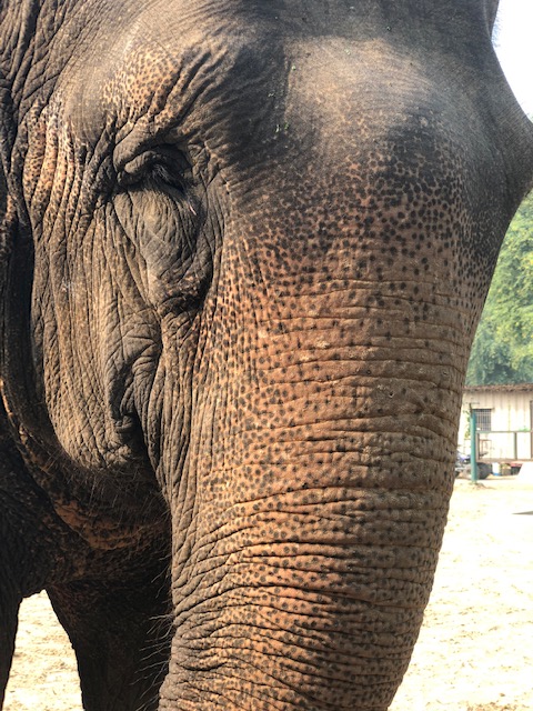 One of the most recent rescued elephants