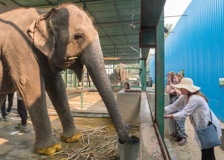Elephant being treated at SOS WIldlife India