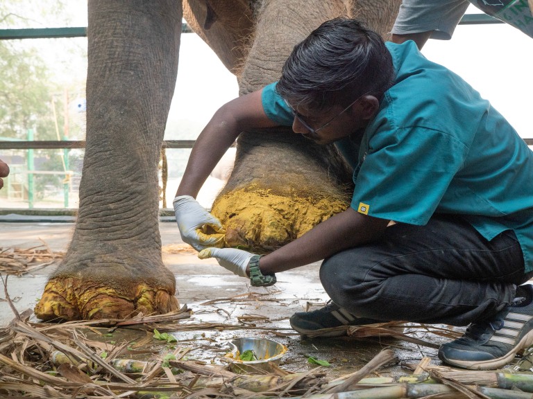 Elephant's feet being treated at SOS Wildlife India